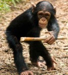 обезьяна шимпанзе